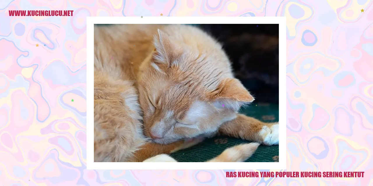 Ras Kucing yang Populer: Mengapa Kucing Sering Kentut?