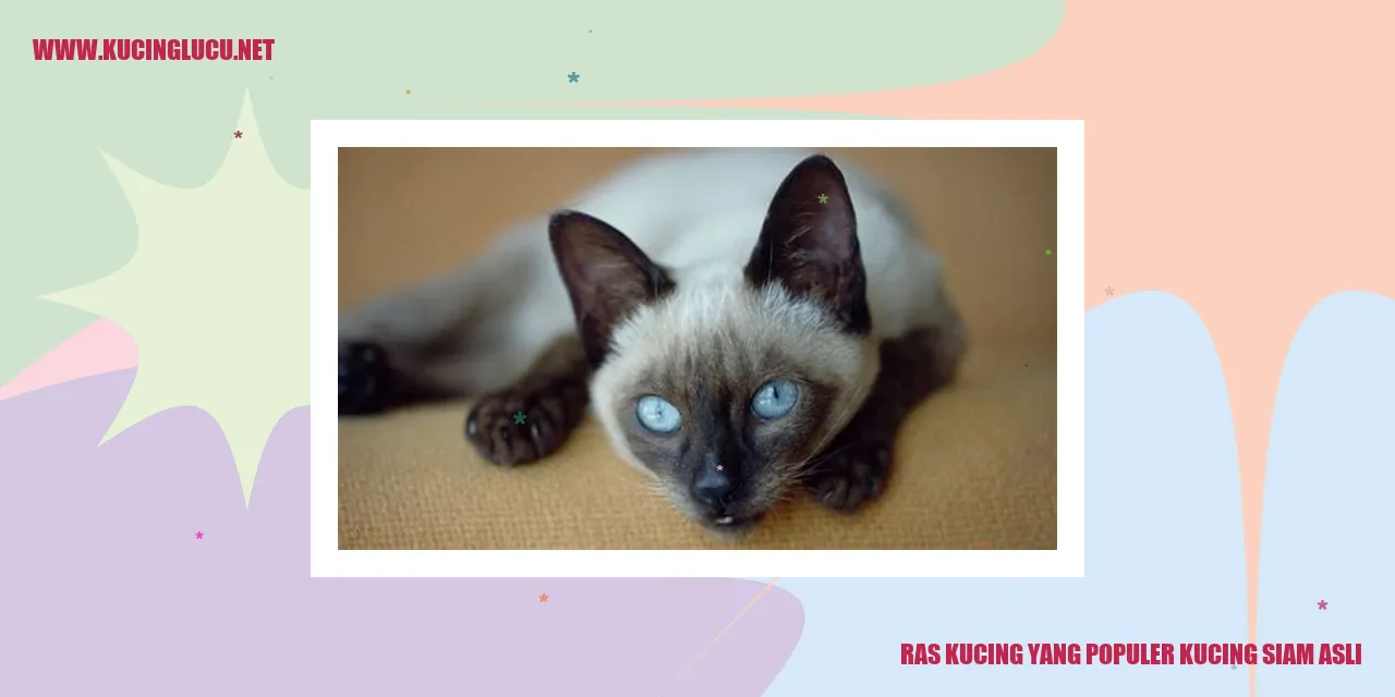 Kucing Siam Asli