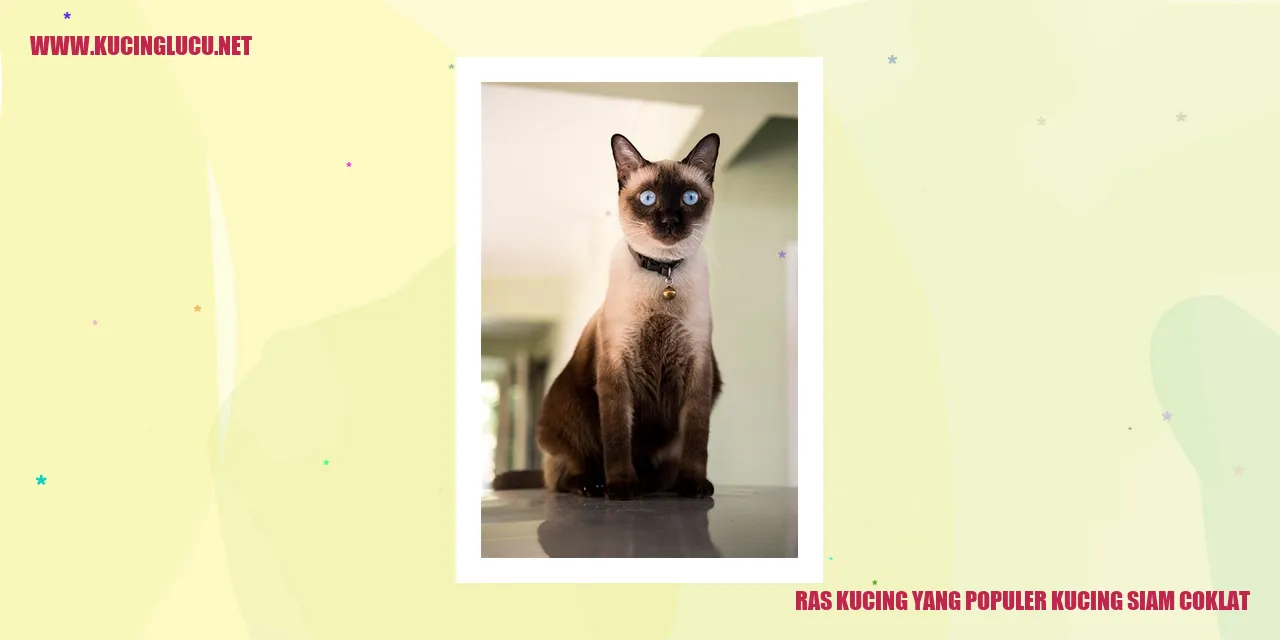 Kucing Siam Coklat