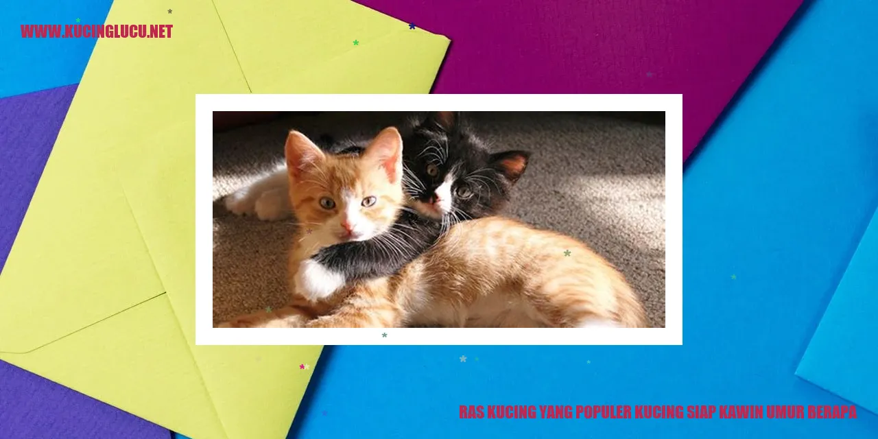 Kucing Siap Kawin
