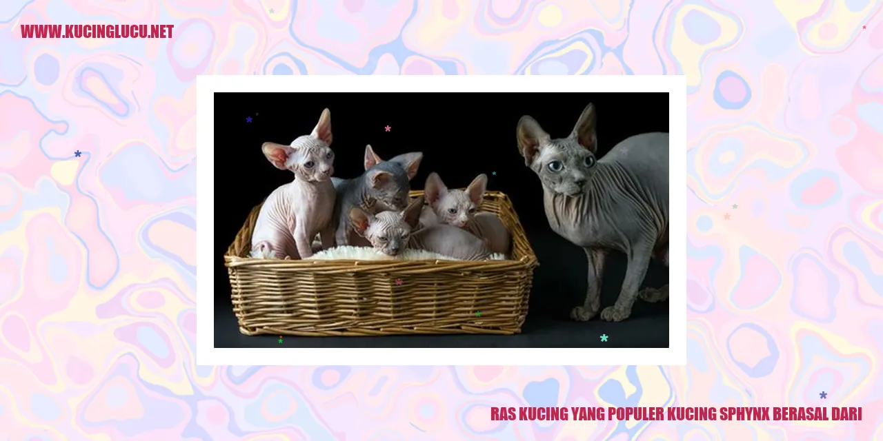 Kucing Sphynx