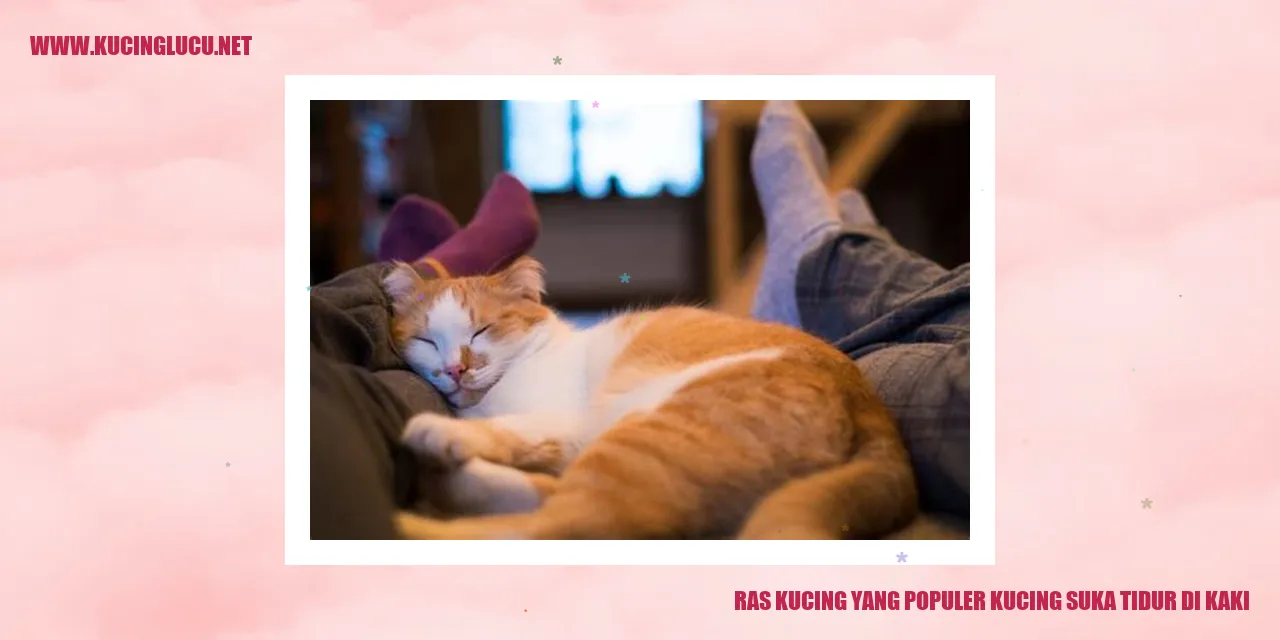 foto kucing tidur di kaki
