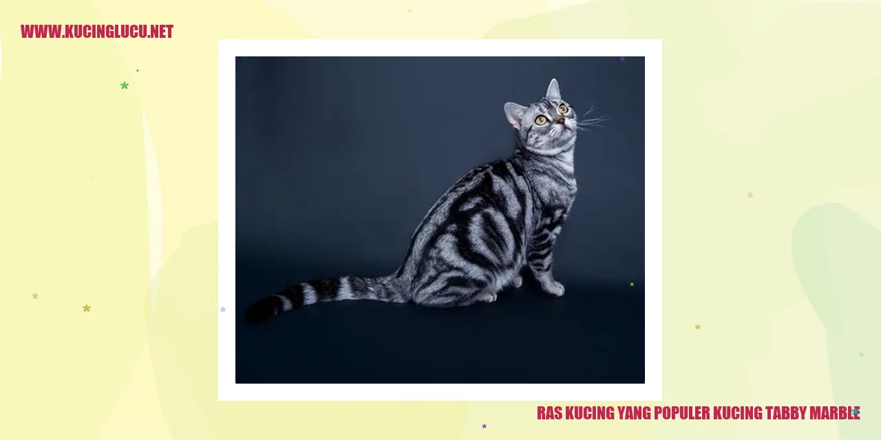 Kucing Tabby Marble