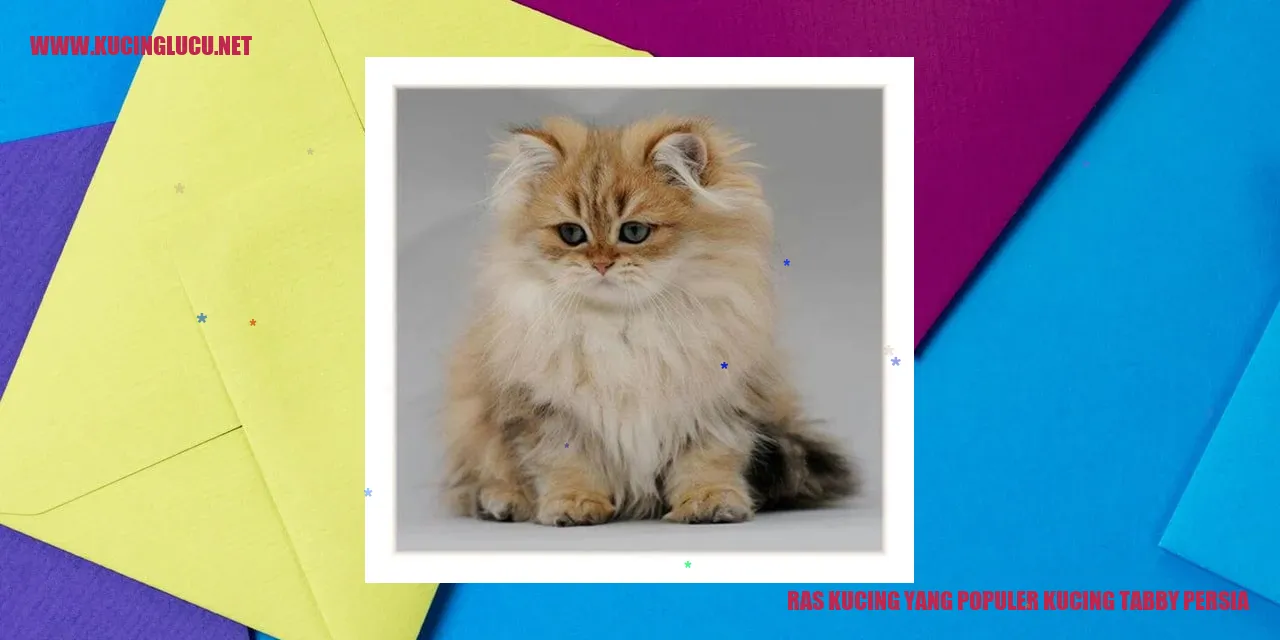 Kucing Tabby Persia
