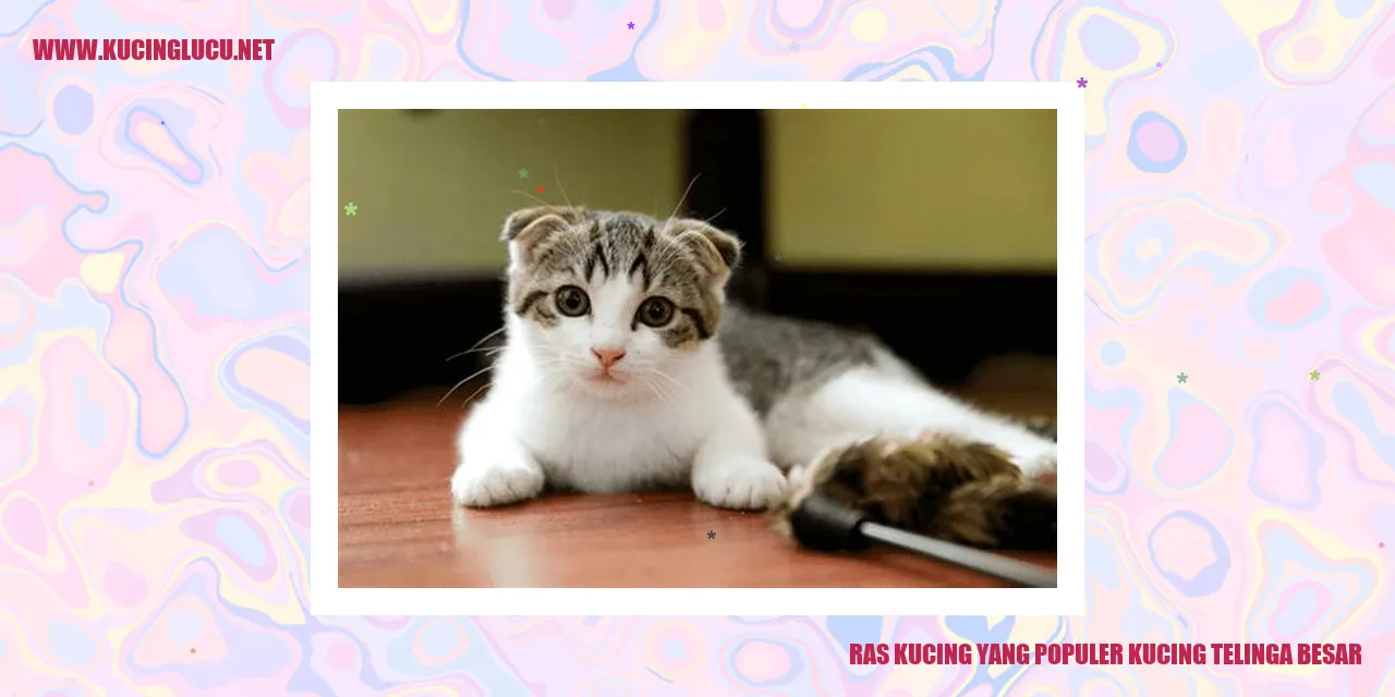 Kucing Dengan Telinga yang Besar