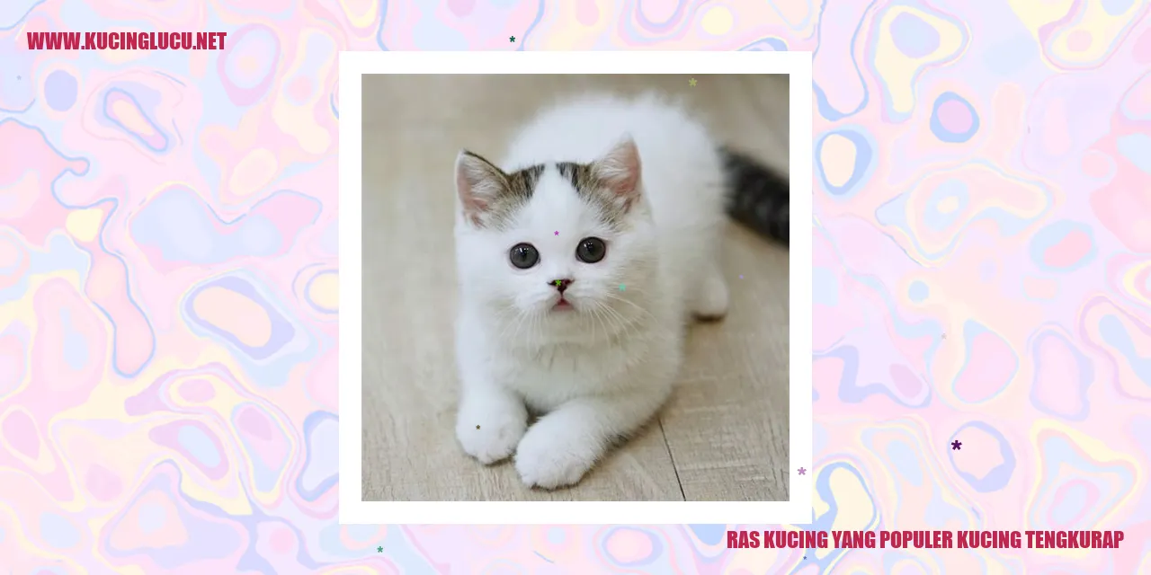 Gambar kucing tengkurap