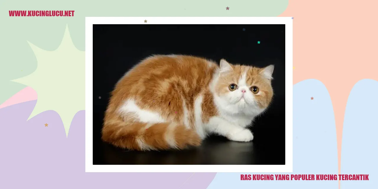 Kucing Maine Coon