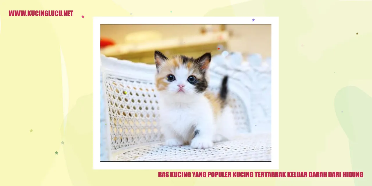 Ras Kucing Terkenal: Kucing Mengalami Perdarahan Setelah Terkena Benturan