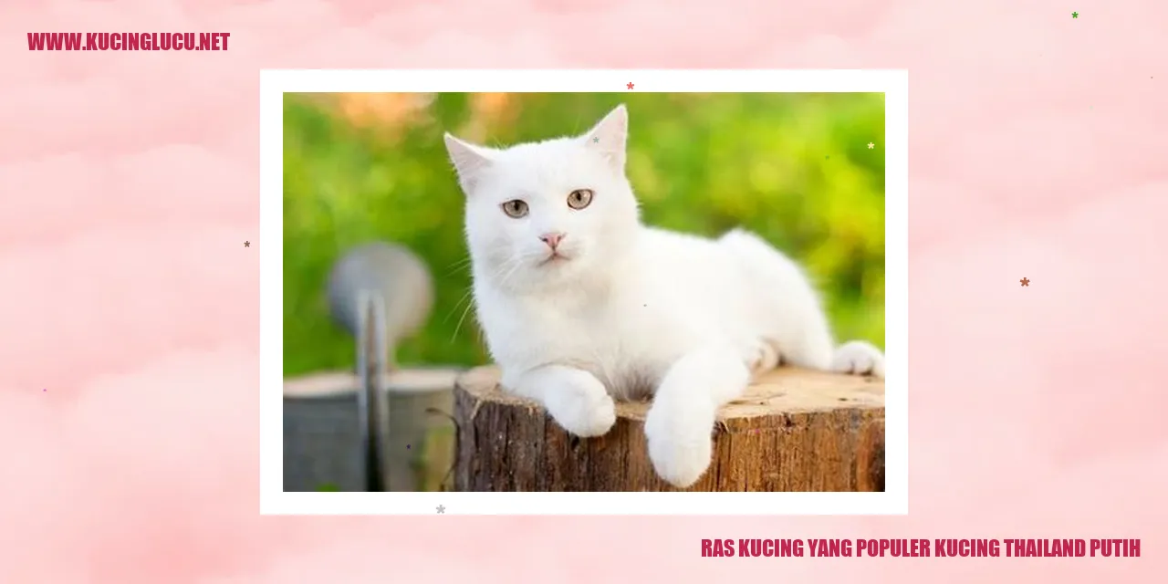 Kucing Thailand Putih