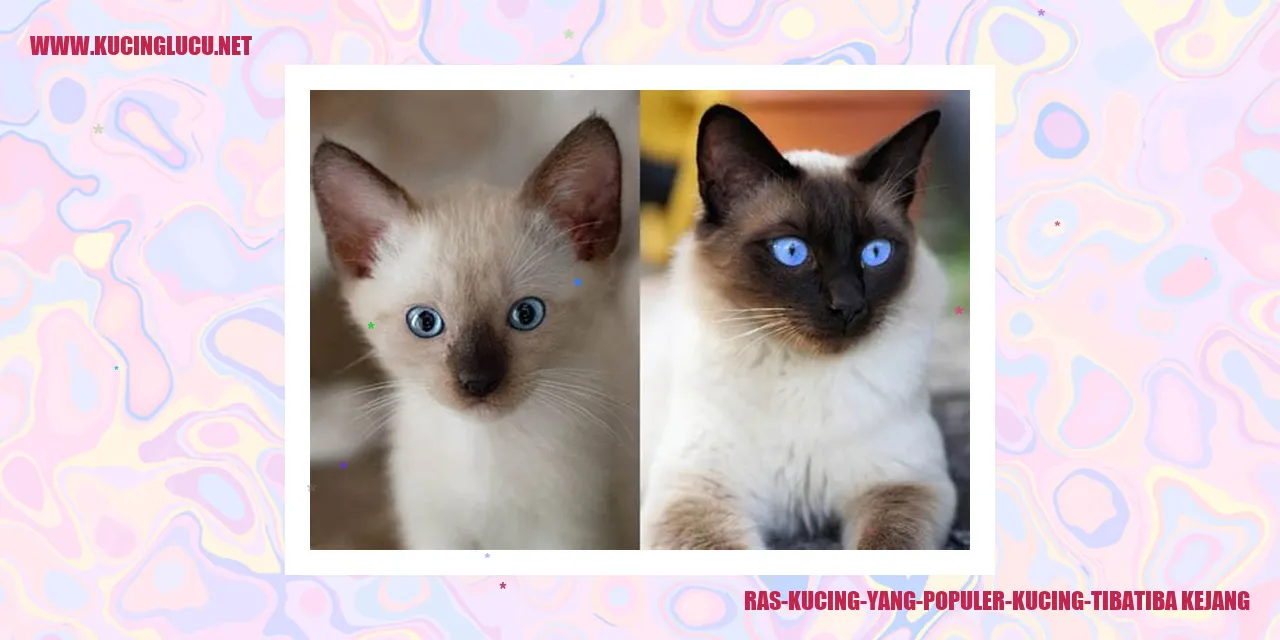 gambar kucing