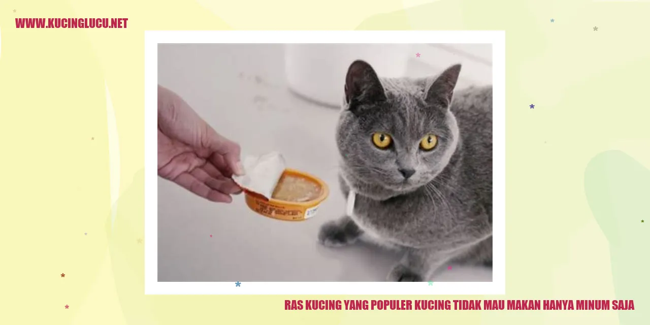 Ras Kucing yang Populer kucing tidak mau makan hanya minum saja