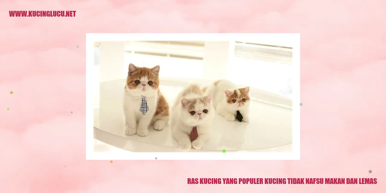 Ras Kucing yang Populer Kucing Tidak Nafsu Makan dan Lemas