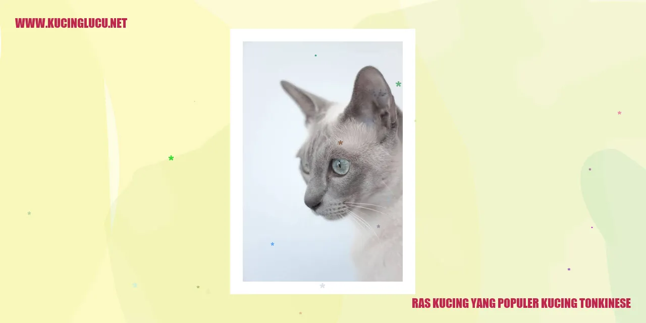 Kucing Tonkinese yang Menawan