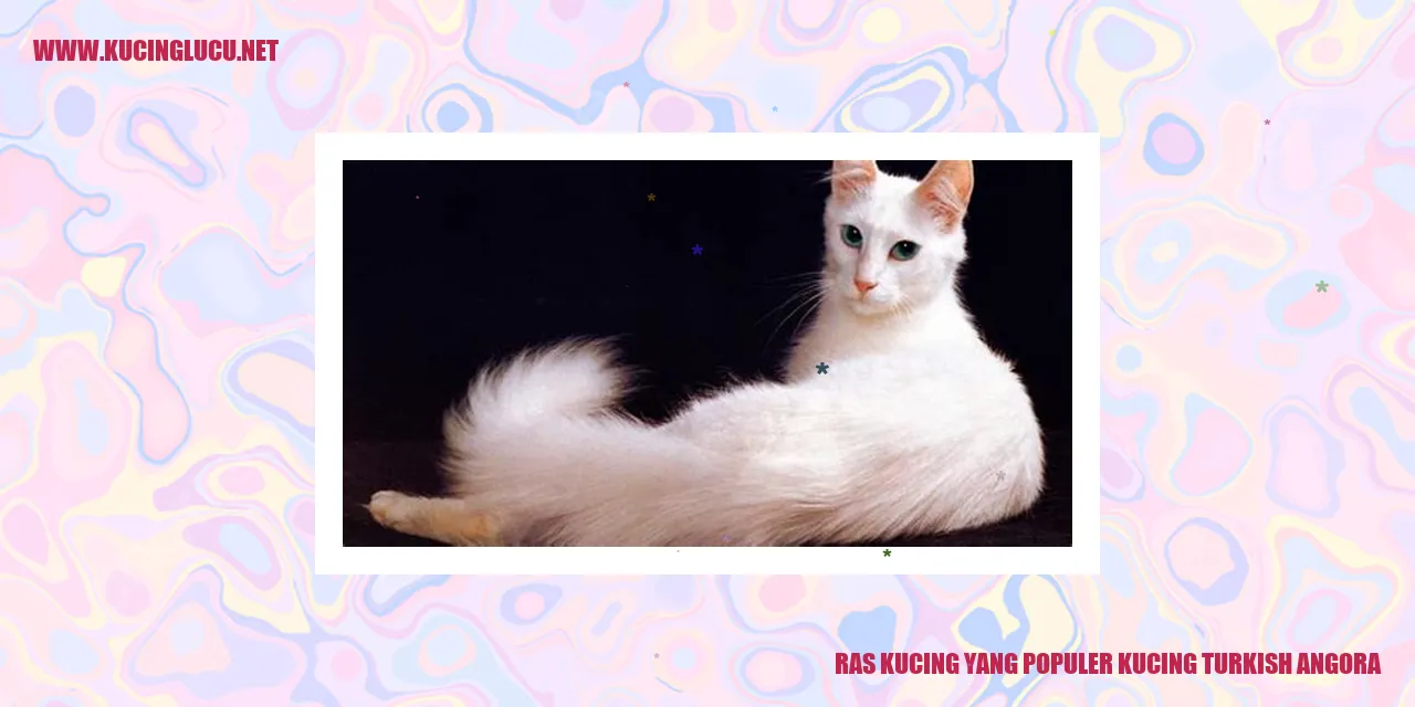 Gambar Kucing Turkish Angora