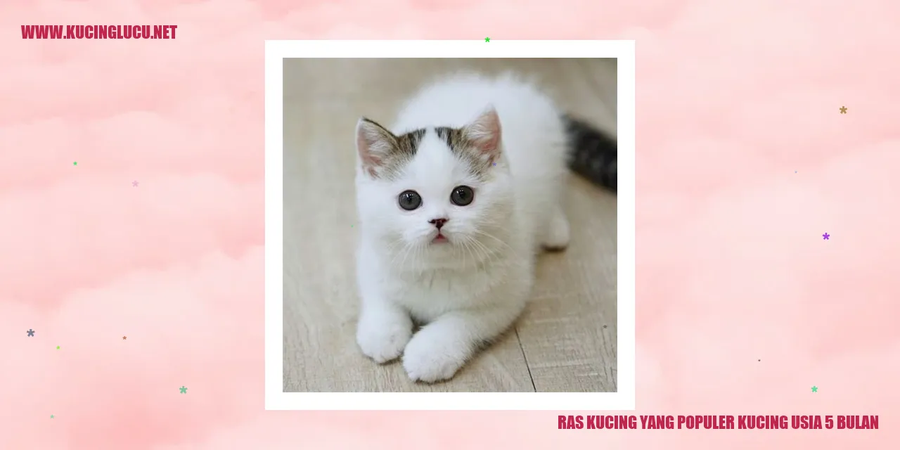 Kucing usia 5 bulan