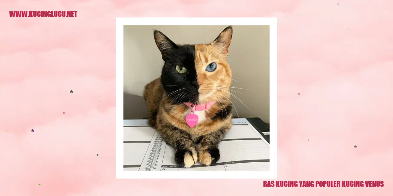 Gambar Kucing Venus