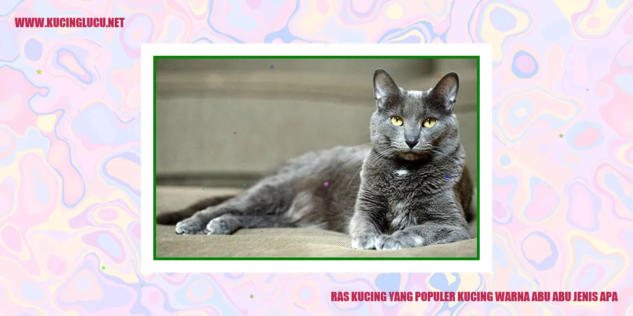 Kucing Abu-abu