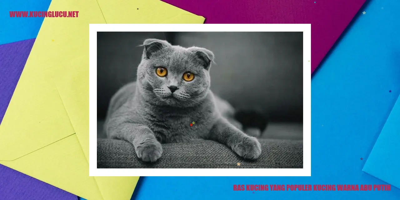 Kucing Putih Abu-abu