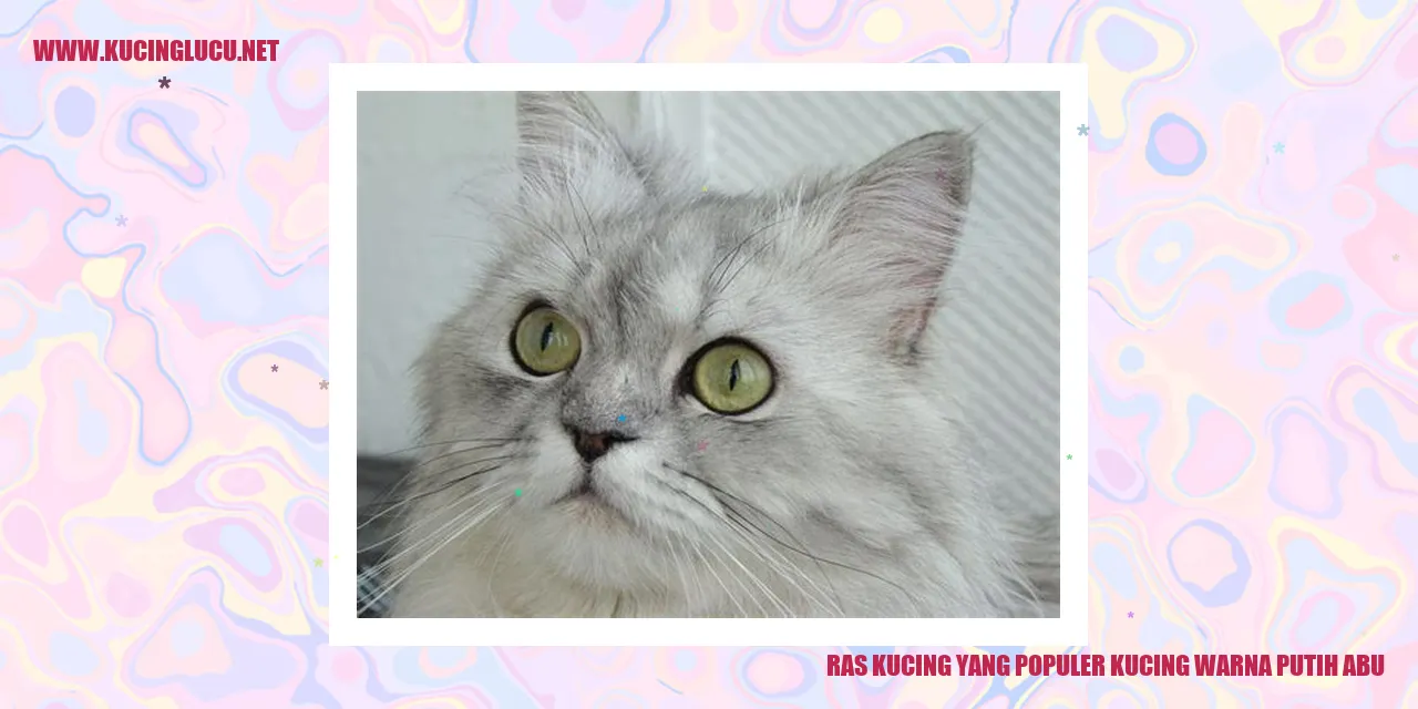 Kucing Warna Abu-putih