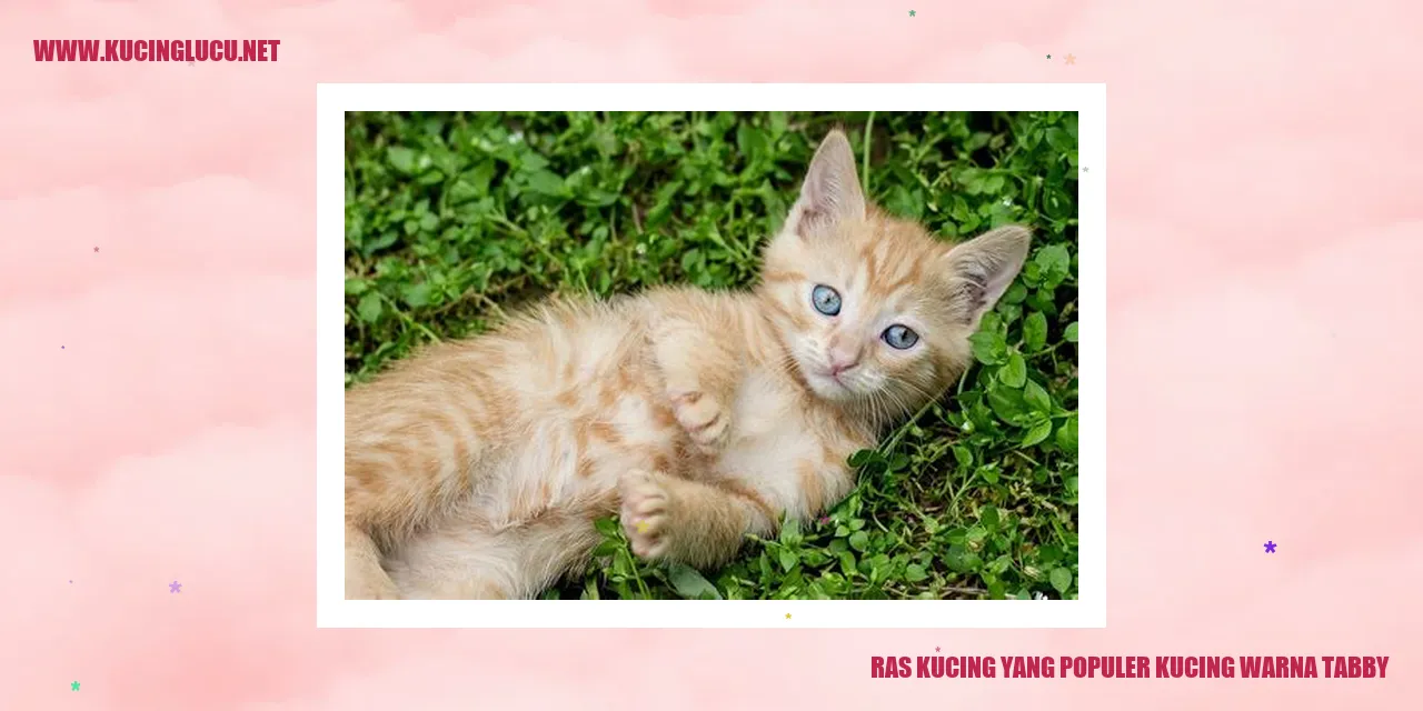Kucing Berbulu Tabby