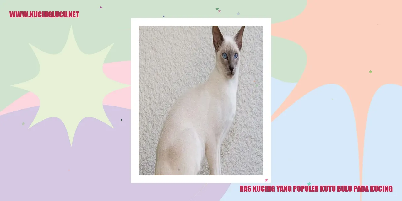 Kucing dengan kutu bulu