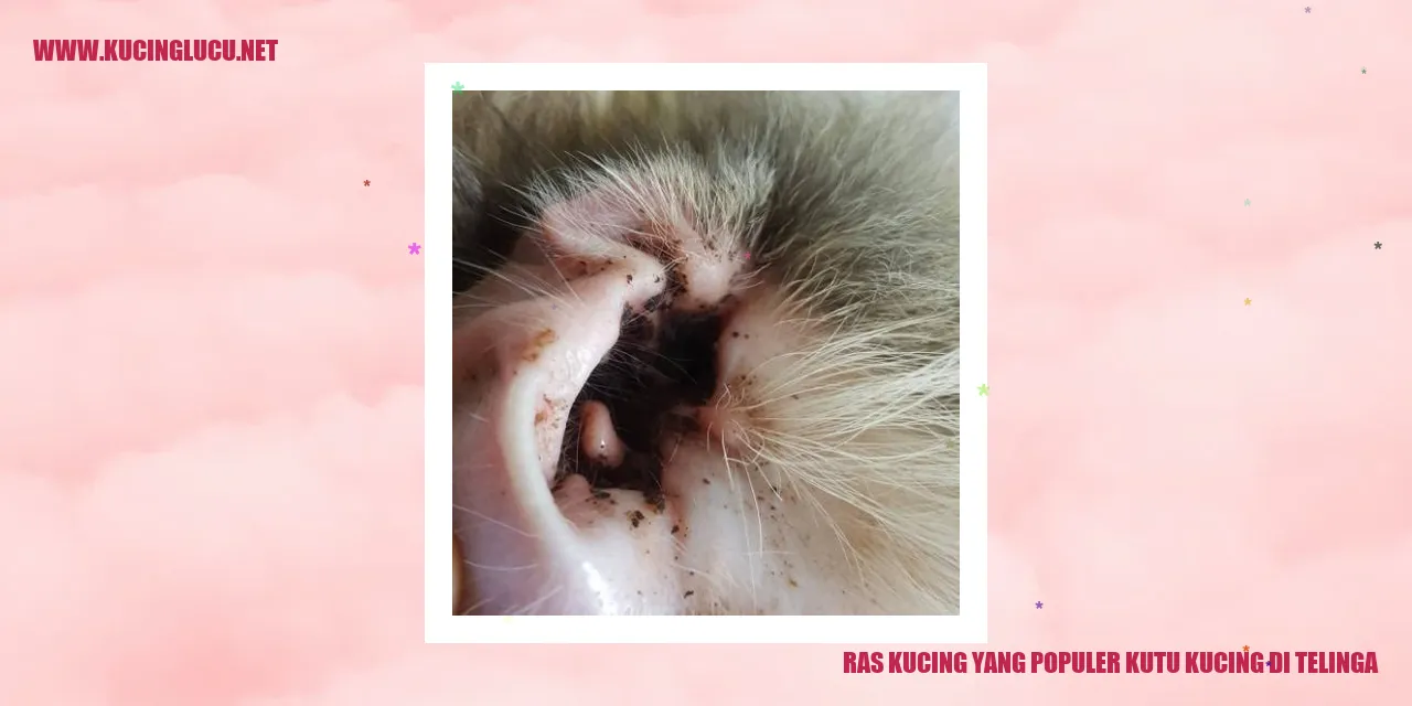 Kucing Terinfeksi Kutu Kucing di Telinga