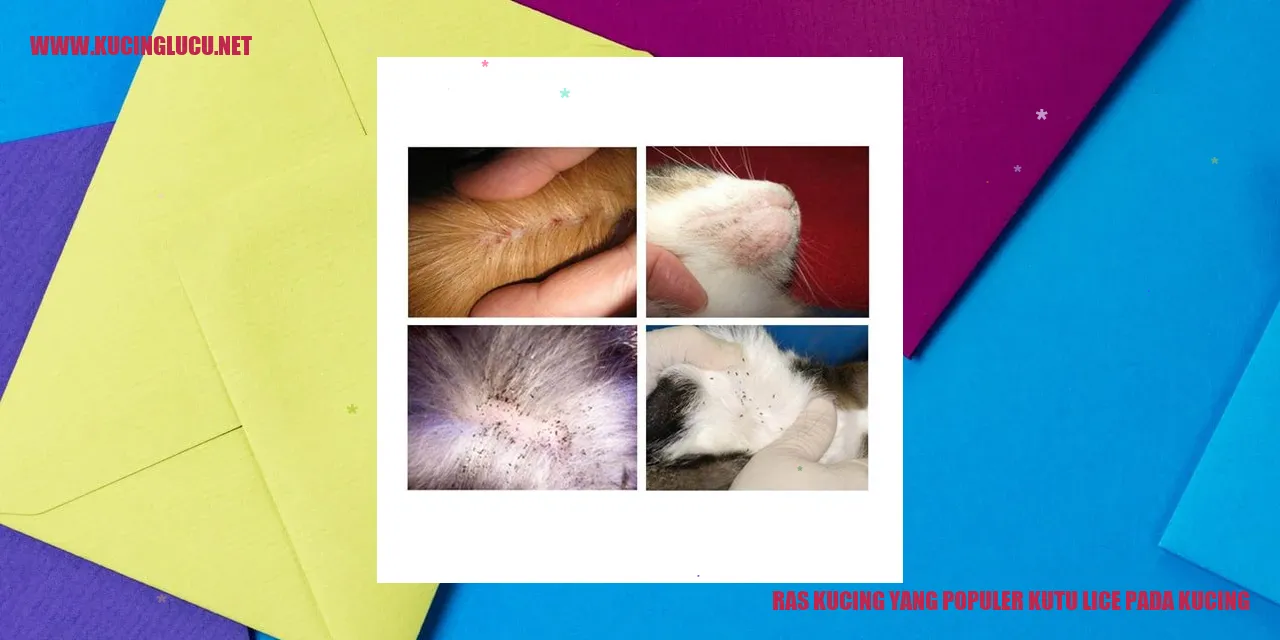 Ras Kucing yang Populer Kutu Lice pada Kucing