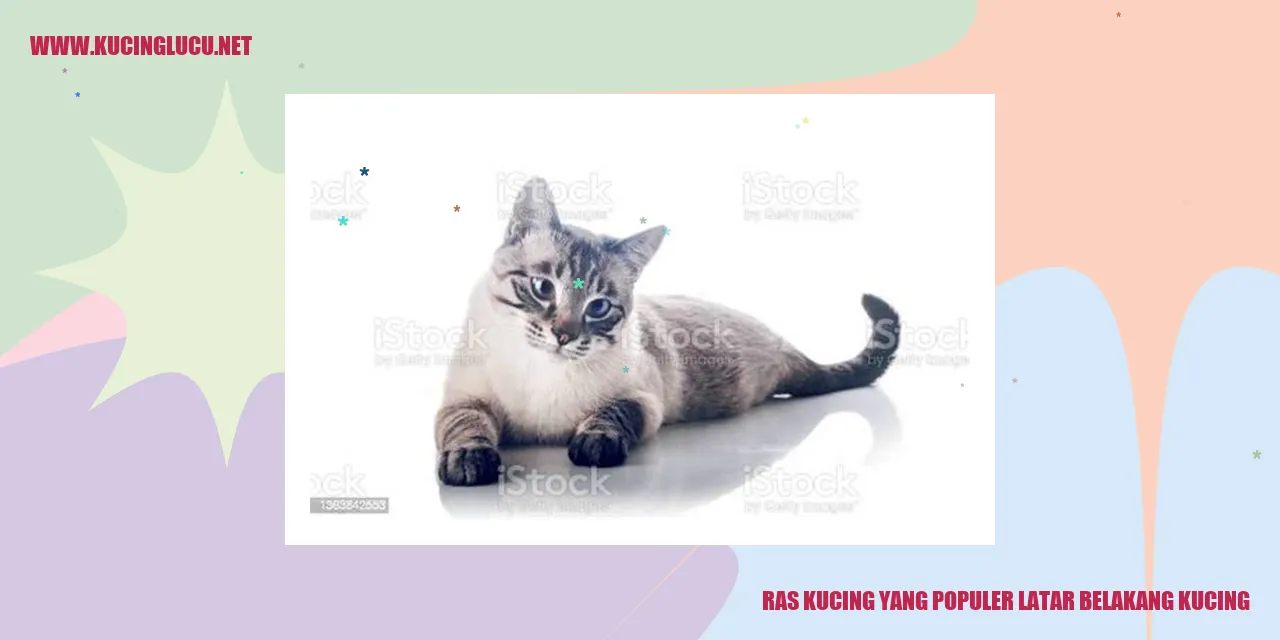 Ras Kucing yang Populer latar belakang kucing