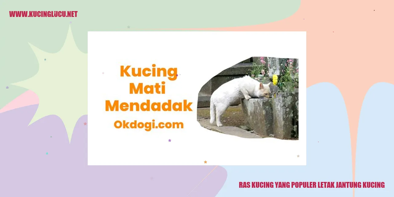 Posisi Jantung Kucing