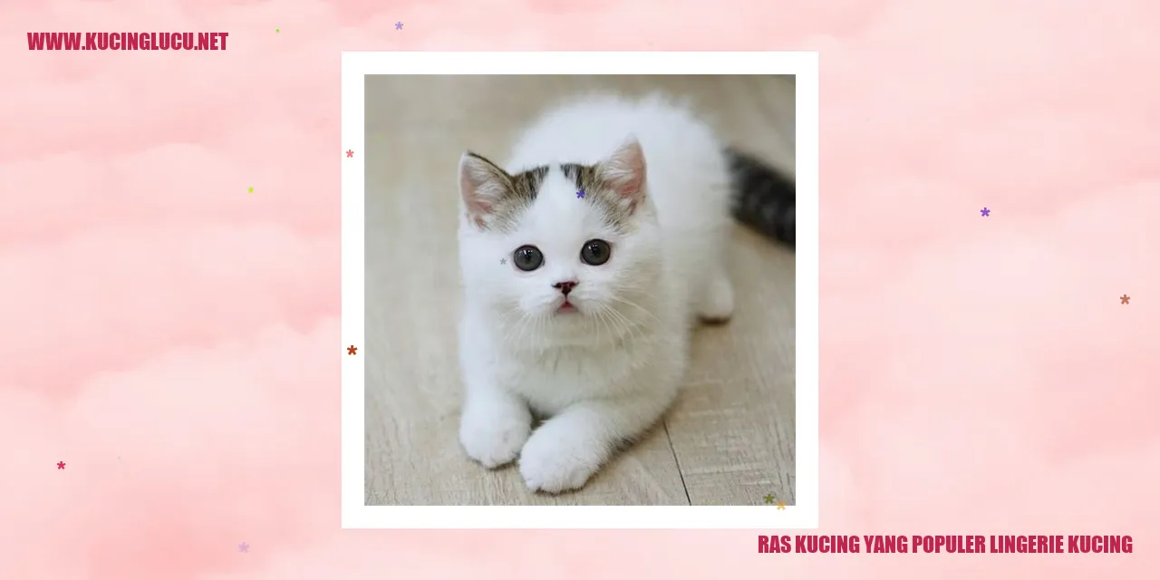 Foto Kucing