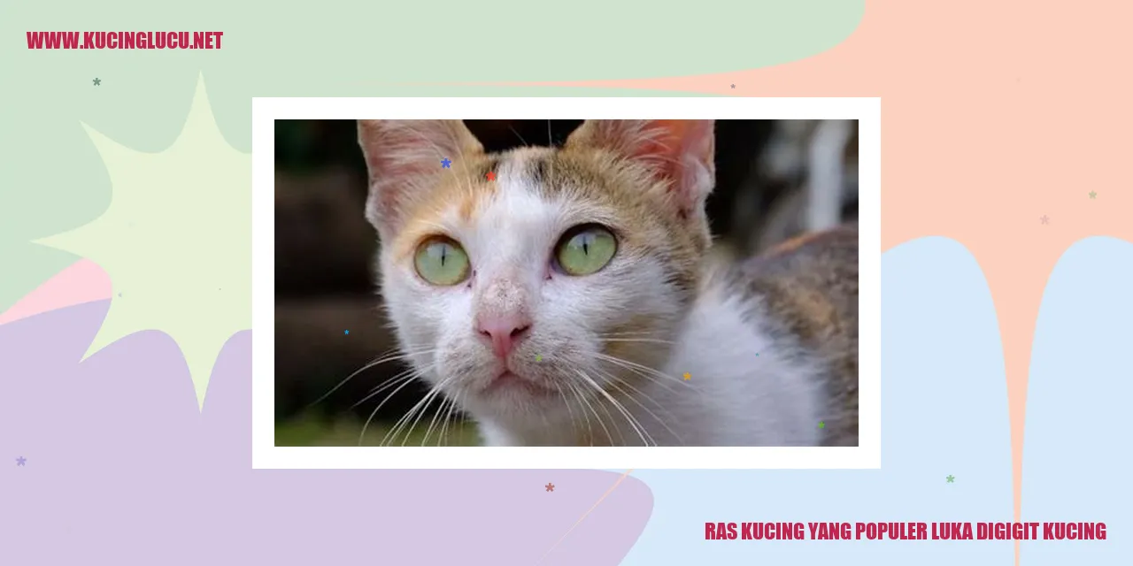 Ras Kucing yang Populer luka digigit kucing