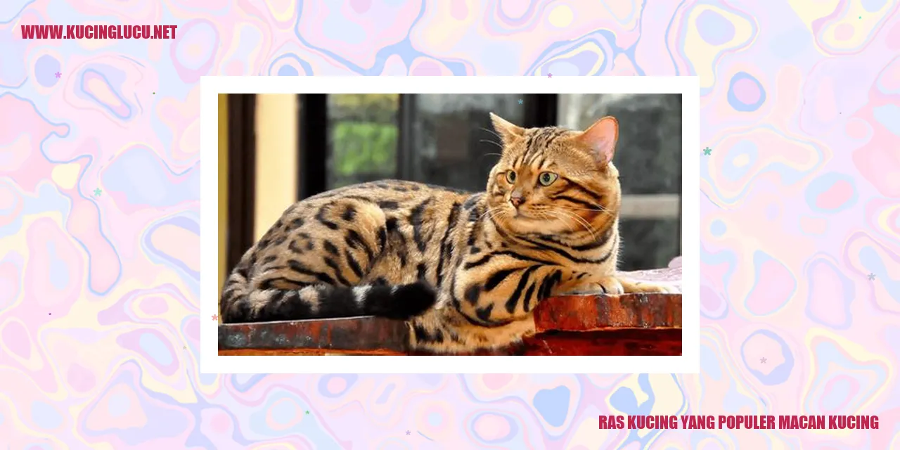 Macan Kucing