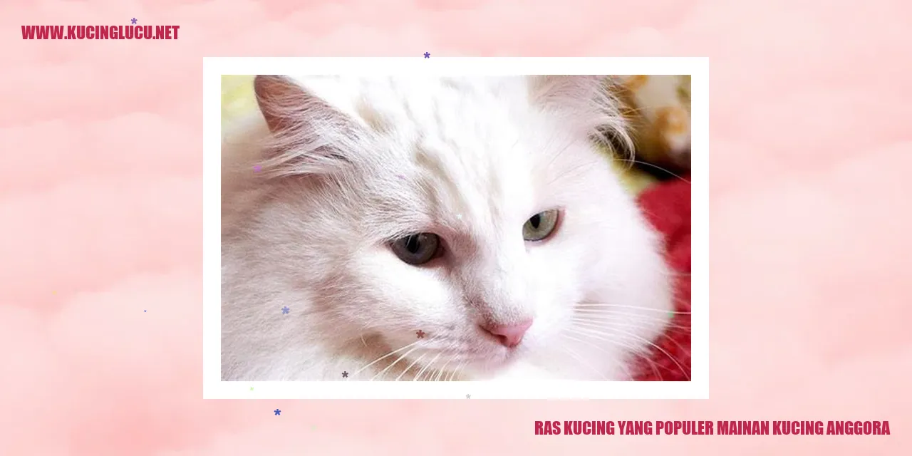 Gambar Kucing Anggora