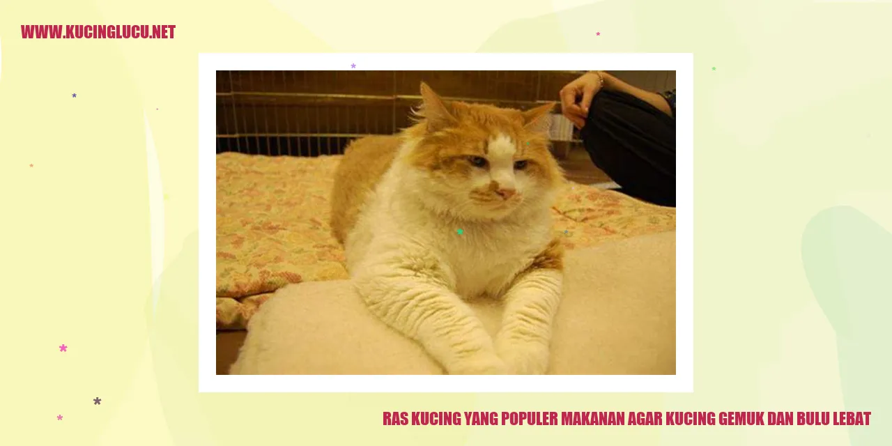 Ras Kucing yang Populer Makanan Agar Kucing Gemuk dan Bulu Lebat