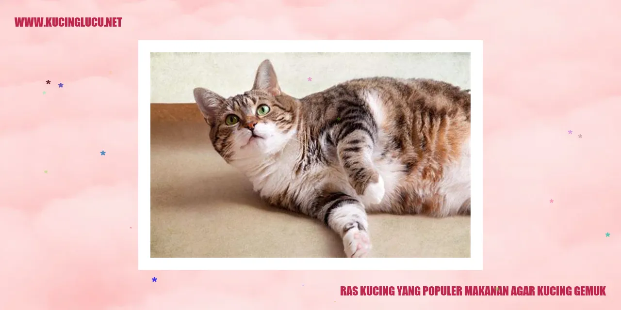 gambar kucing sehat dan gemuk