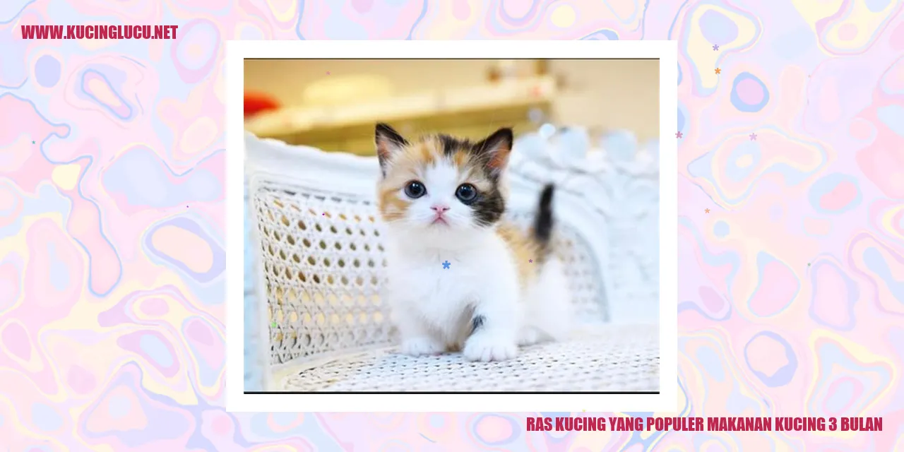Ras Kucing yang Populer Makanan Kucing 3 Bulan
