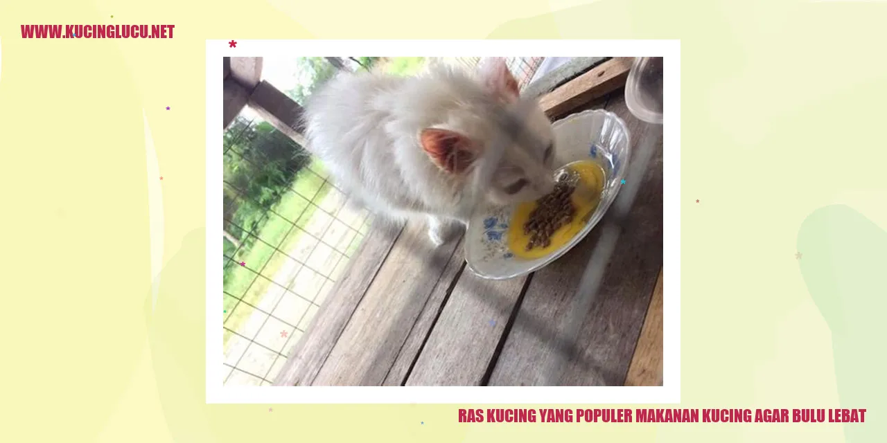 Ras Kucing yang Populer makanan kucing agar bulu lebat