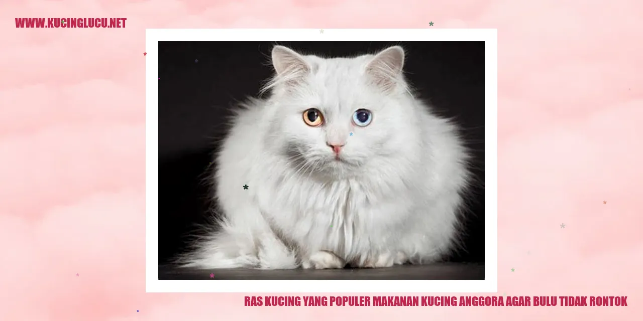 Gambar Kucing Anggora