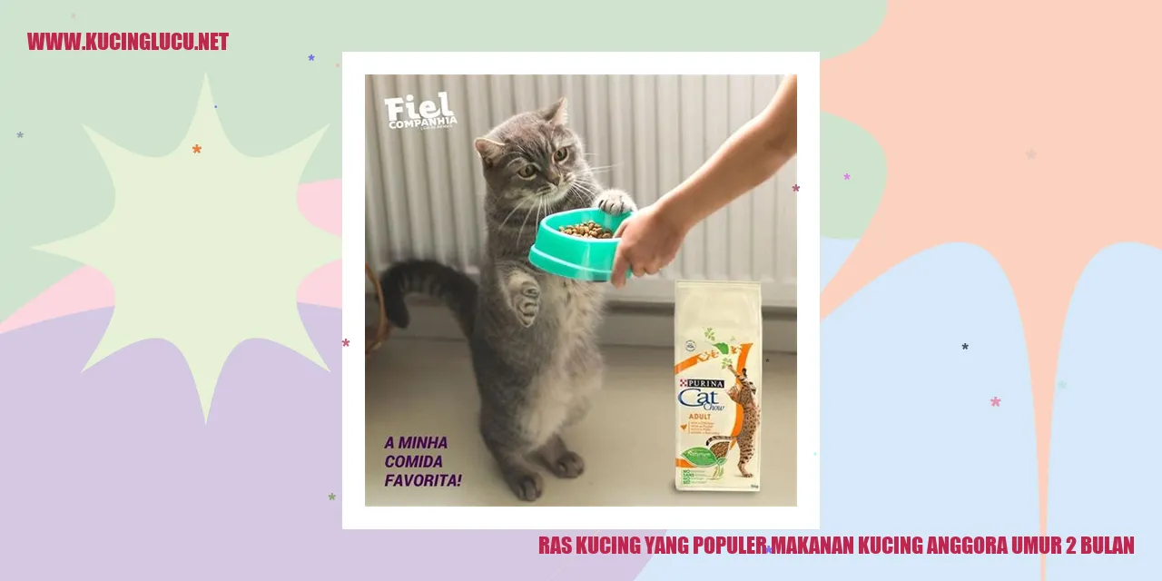Kucing Anggora Usia 2 Bulan