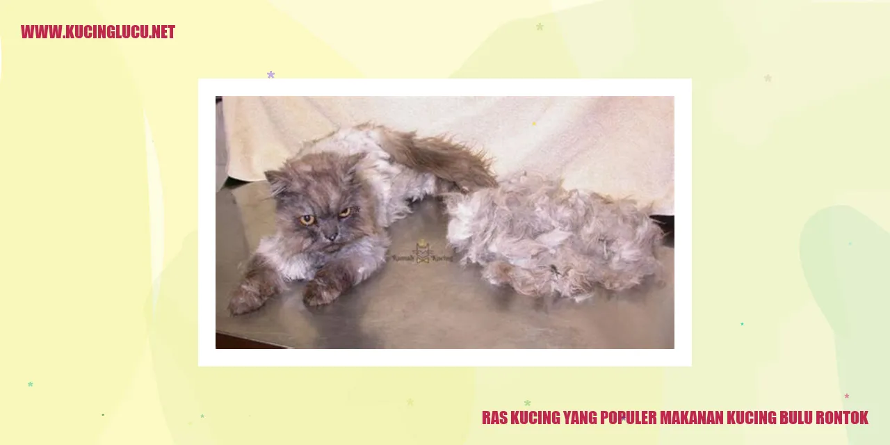 gambar kucing
