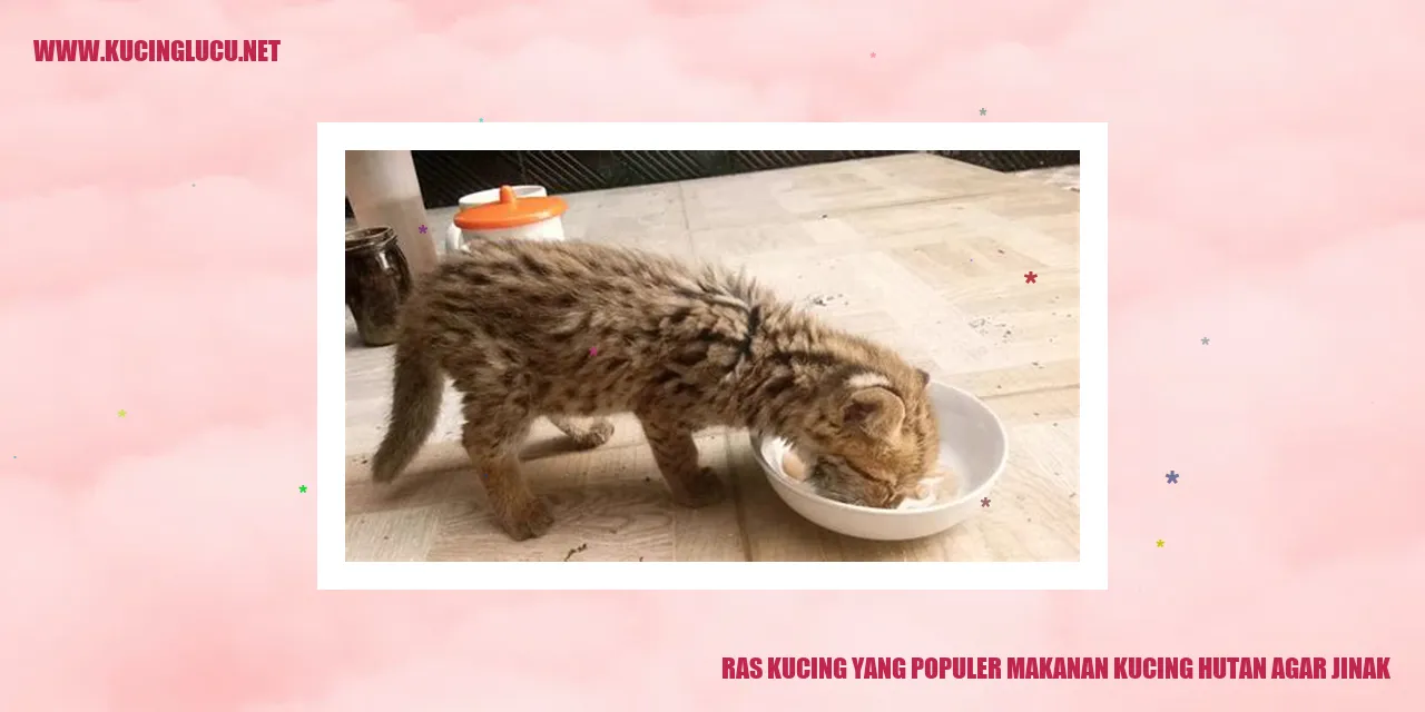 Gambar Kucing Ras yang Terkenal untuk Menjinakkan Kucing Hutan dengan Makanan Khusus