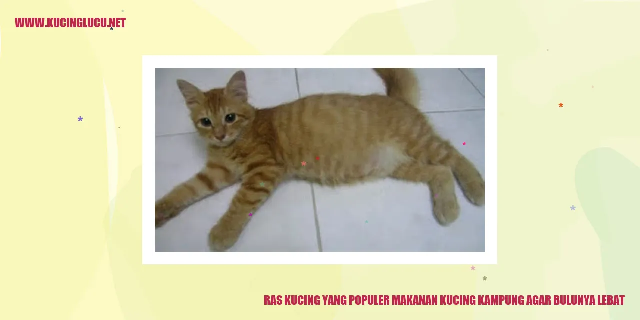 Gambar kucing dengan bulu lebat