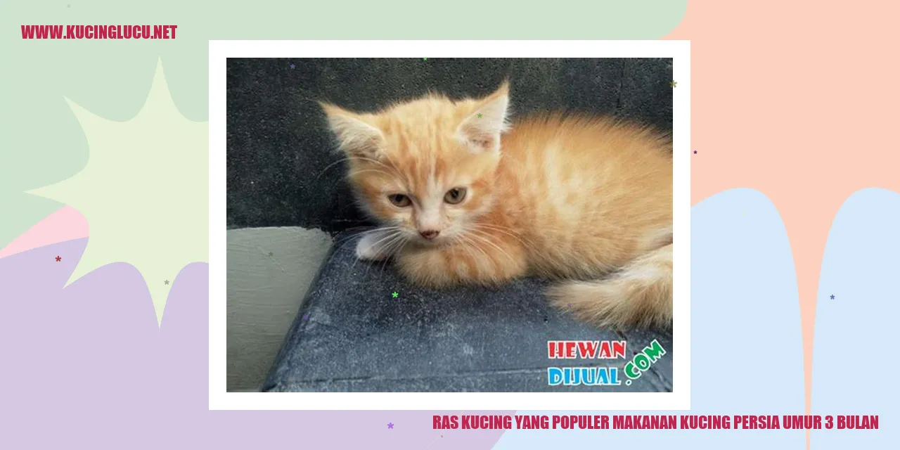 Kucing Persia Berusia 3 Bulan