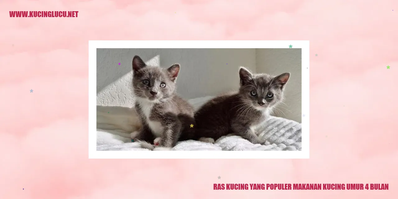 Ras Kucing yang Populer Makanan Kucing Umur 4 Bulan