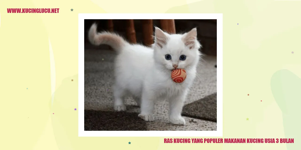 Kucing