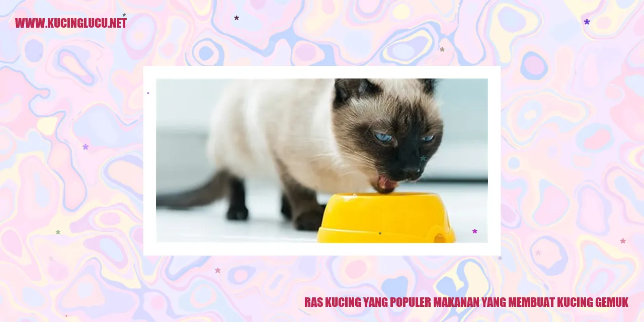 Gambar Kucing Yang Gemuk