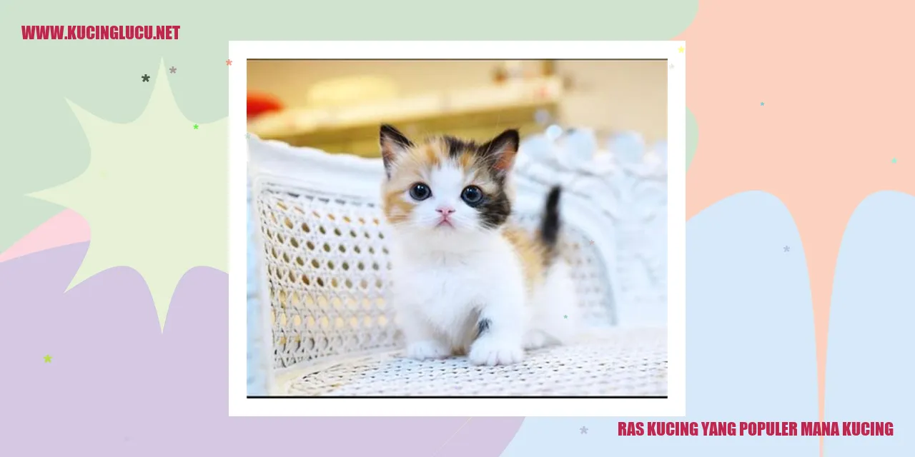 Ras Kucing yang Populer mana kucing