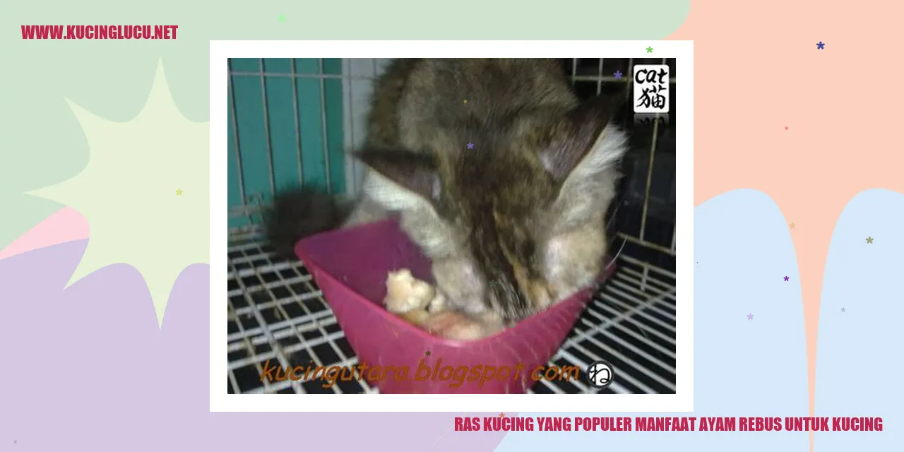 Ras Kucing yang Populer manfaat ayam rebus untuk kucing