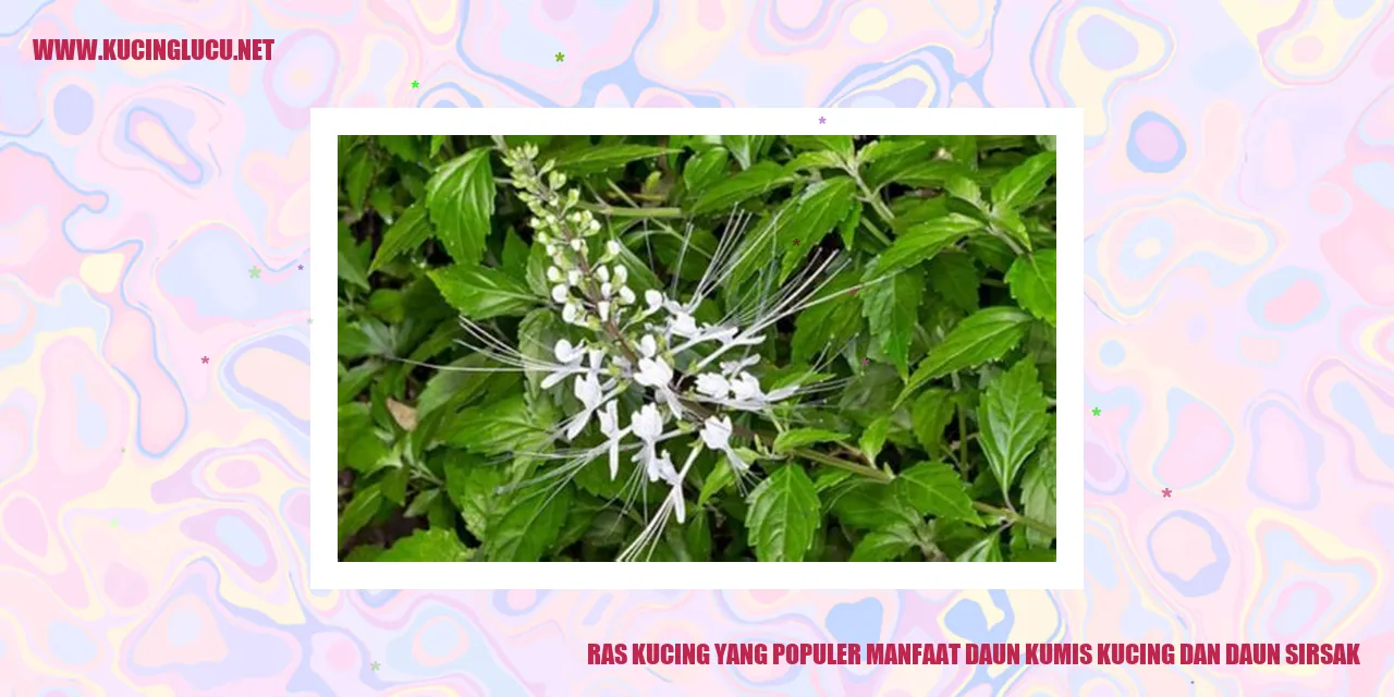 Ras Kucing yang Populer