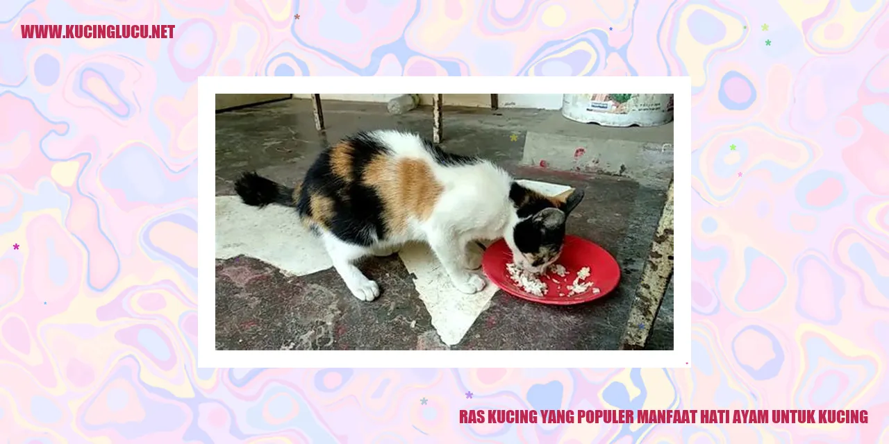 Ras Kucing yang Populer: Manfaat Hati Ayam untuk Kucing